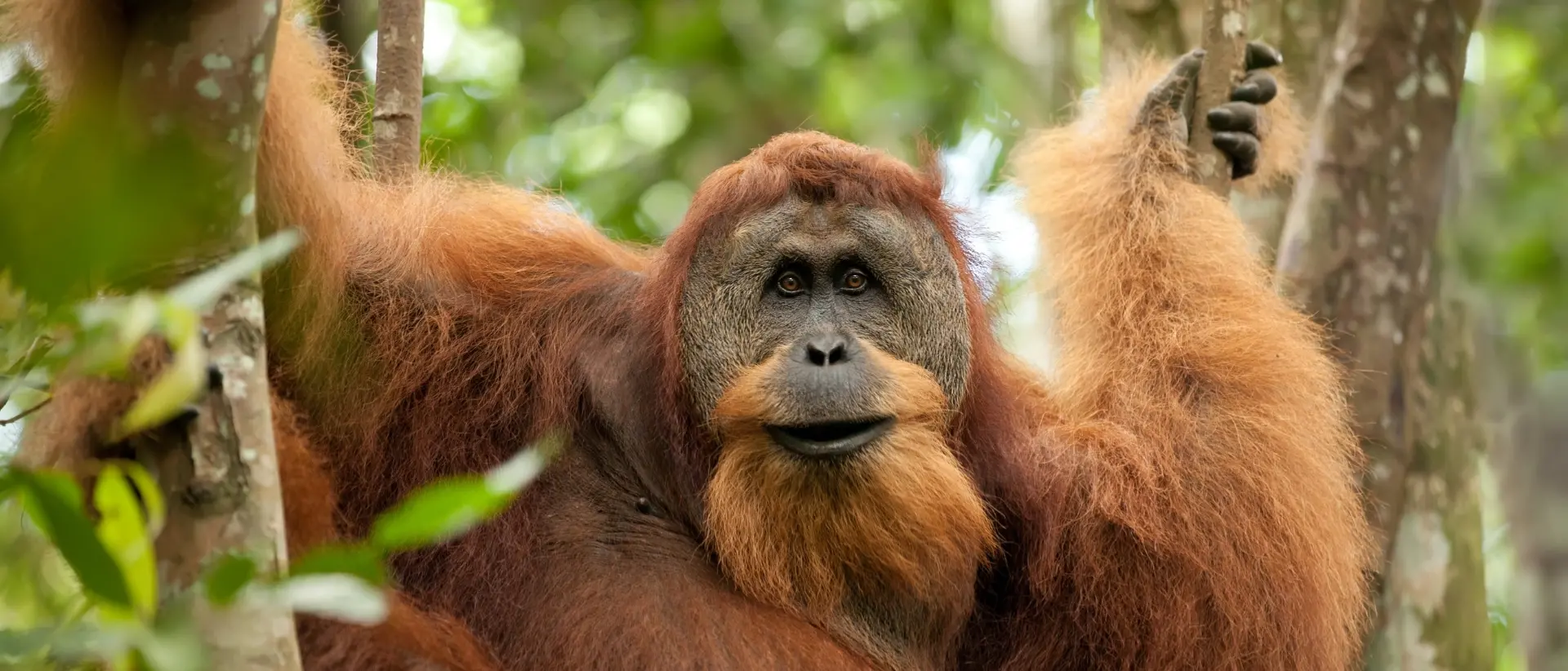 Zdjęcie tła oferty