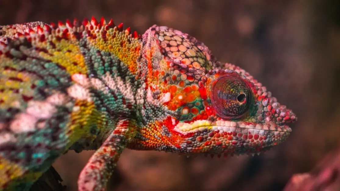 Zdjęcie dodatku podróży