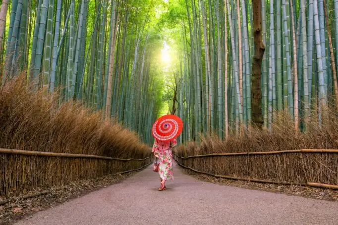 Woman in traditional Yukata with red umbrella at bamboo forest of Arashiyama in Kyoto, Japan