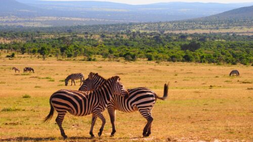 Kenia – kraina Masajów i dzikiego safari