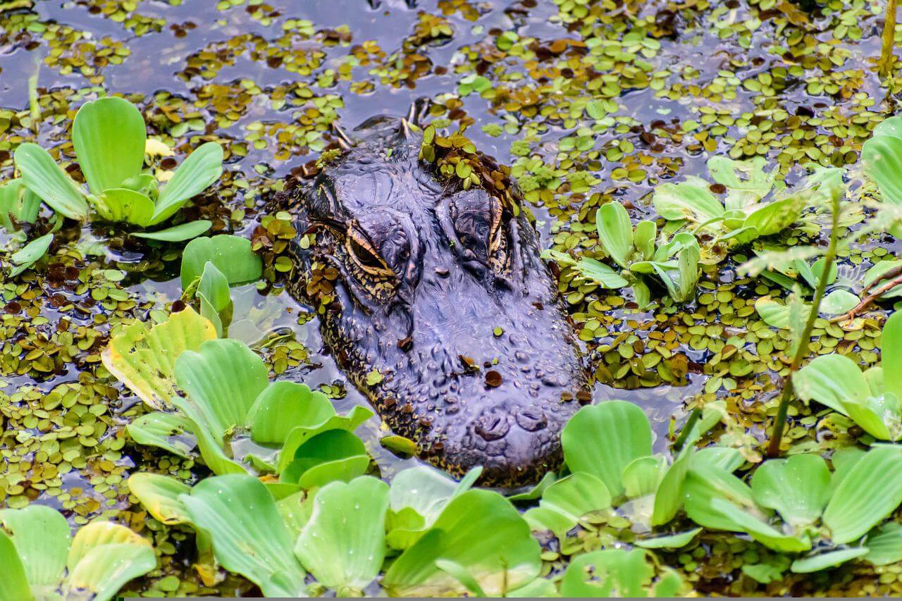 Park Narodowy Everglades Floryda